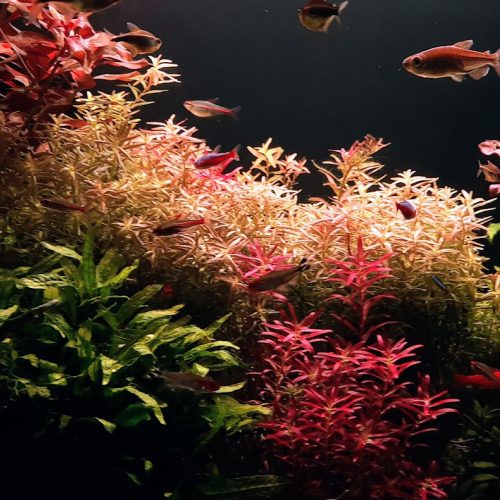 ROTALA GROS LOT