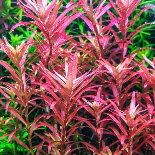 ROTALA GROS LOT