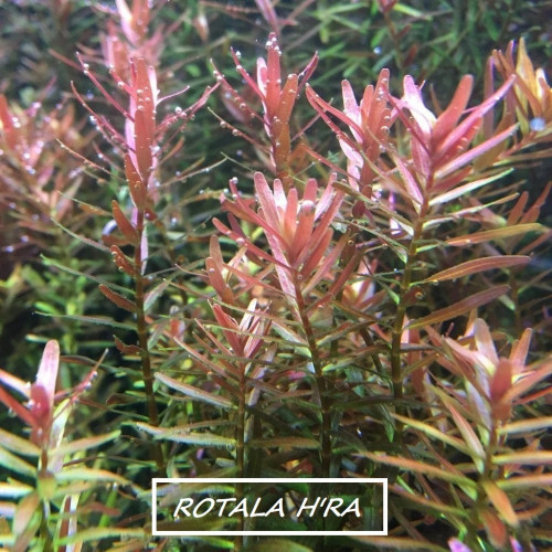 ROTALA GROS LOT