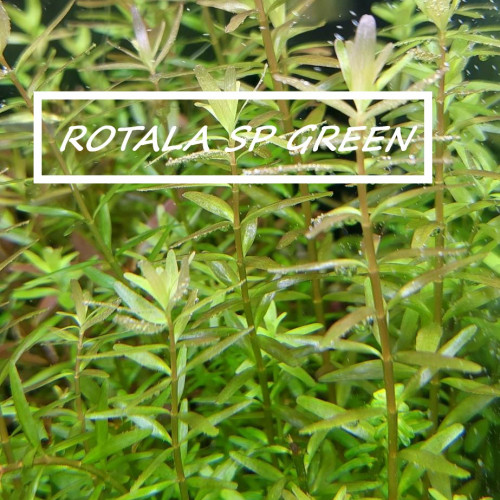 ROTALA GROS LOT