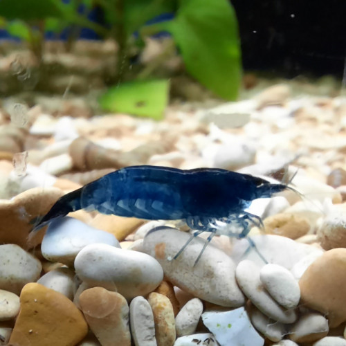 Neocaridina blue velvet