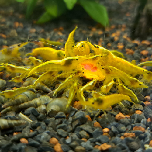 Neocaridina yellow neon