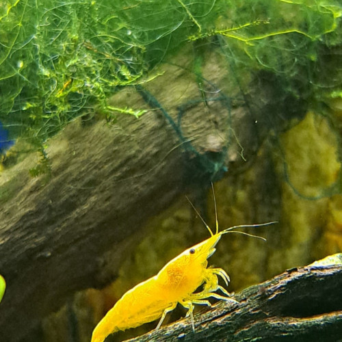 Neocaridina yellow neon