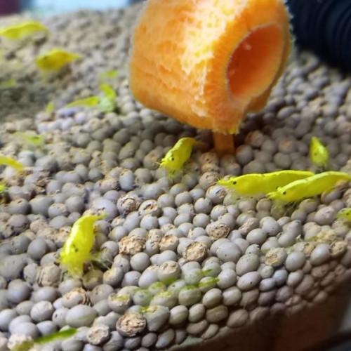 crevette yellows néon