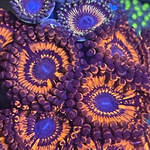 Zoas