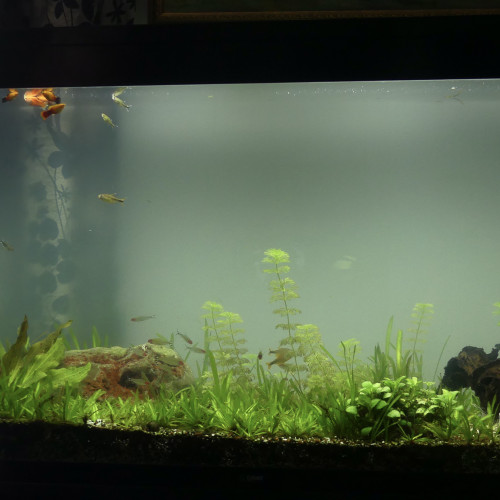 AQUARIUM CIANO 200 L