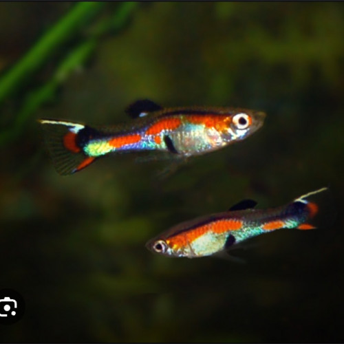 Guppy endler mâle