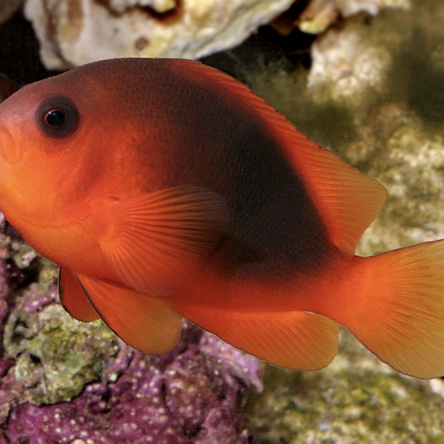 Amphiprion Ephippium Poisson clown