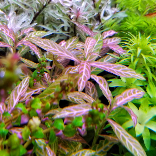 Hygrophila polysperma rosaenervig