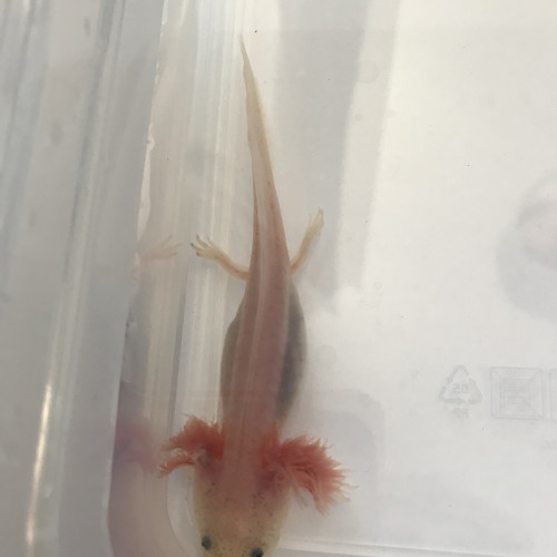 Axolotl à réserver