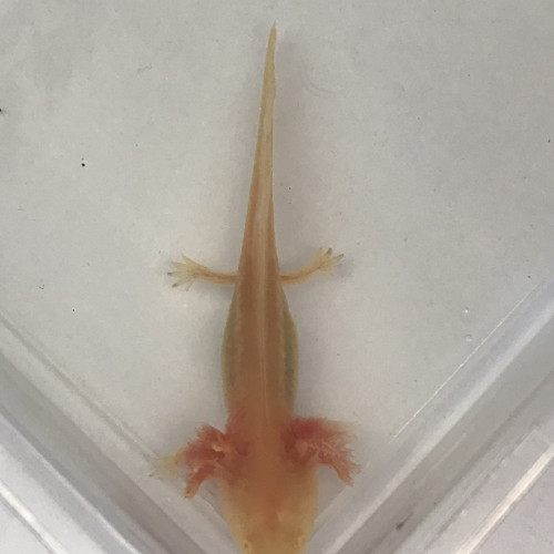 Axolotl à réserver