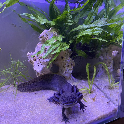 Aquarium sans axolotls