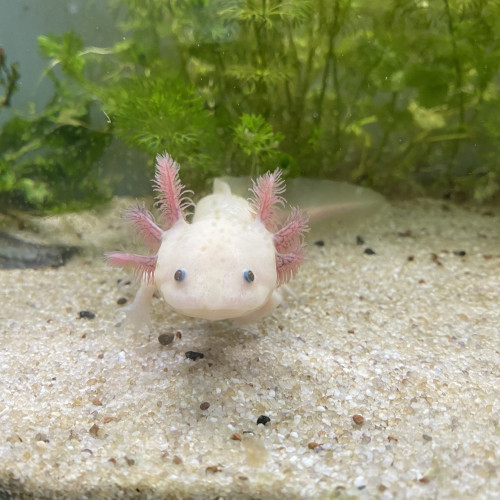 Aquarium sans axolotls