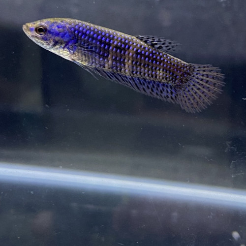 Betta Alien blue femelle