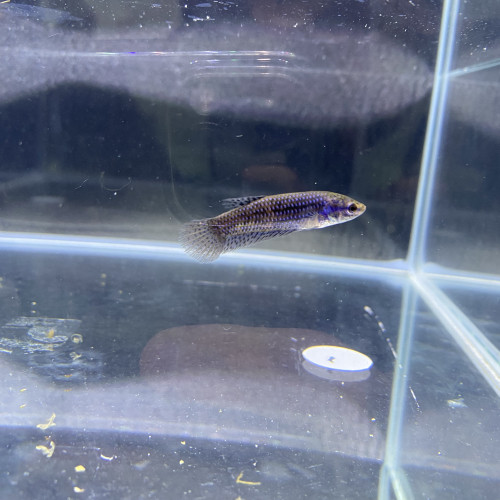 Betta Alien blue femelle