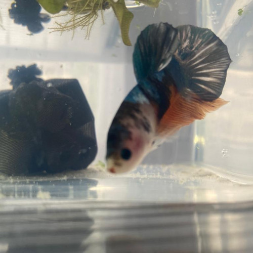 Betta koi nemo