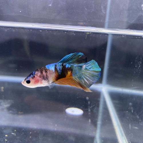 Betta koi nemo