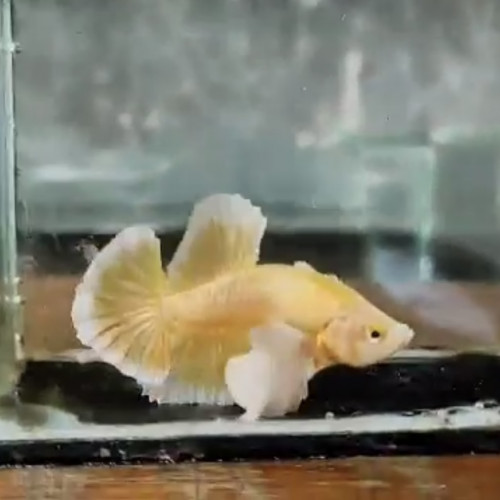 Betta Dumbo gold