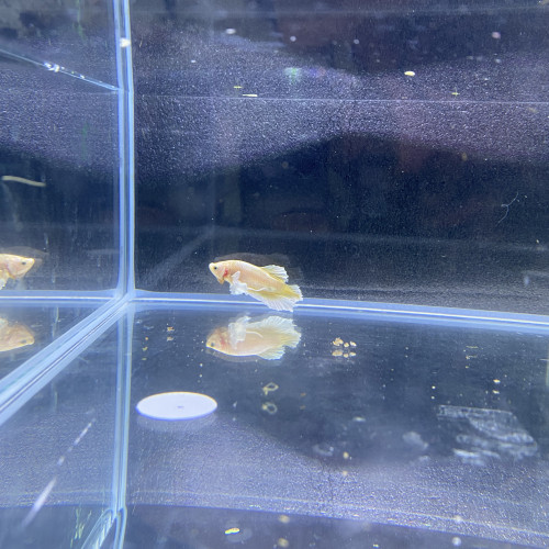 Betta Dumbo gold