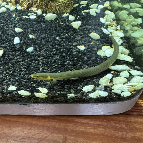 Serpent L'Erpetoichthys calabaricus