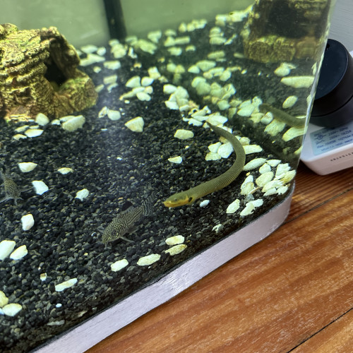 Serpent L'Erpetoichthys calabaricus