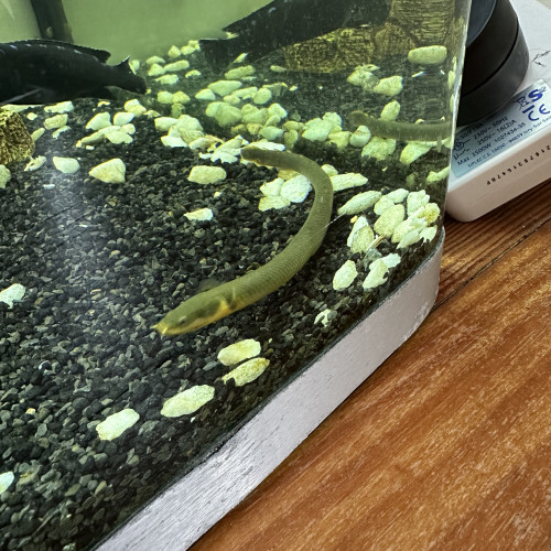 Serpent L'Erpetoichthys calabaricus
