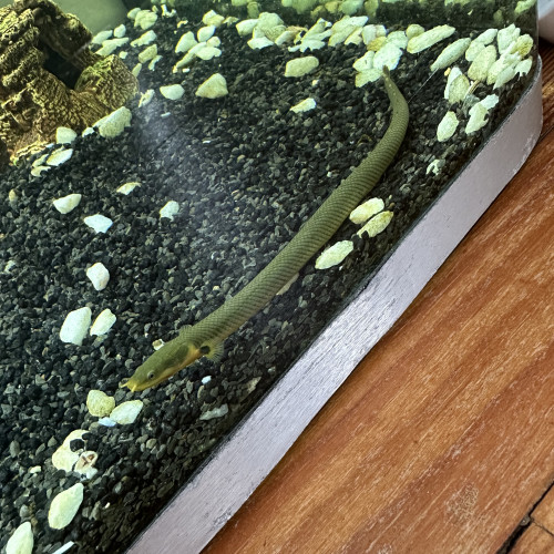 Serpent L'Erpetoichthys calabaricus