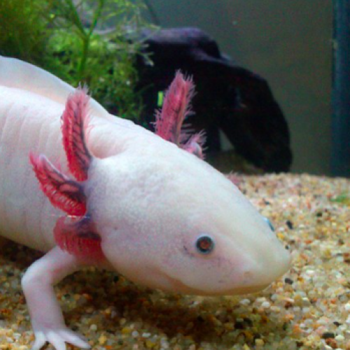 Bébés axolotls en cours d'élevage