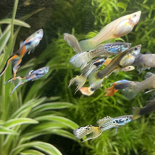 Vends guppys endler mâles et femelles