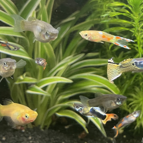 Vends guppys endler mâles et femelles