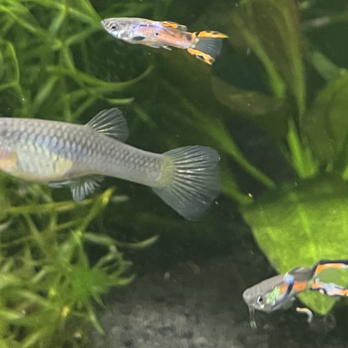 Vends guppys endler mâles et femelles