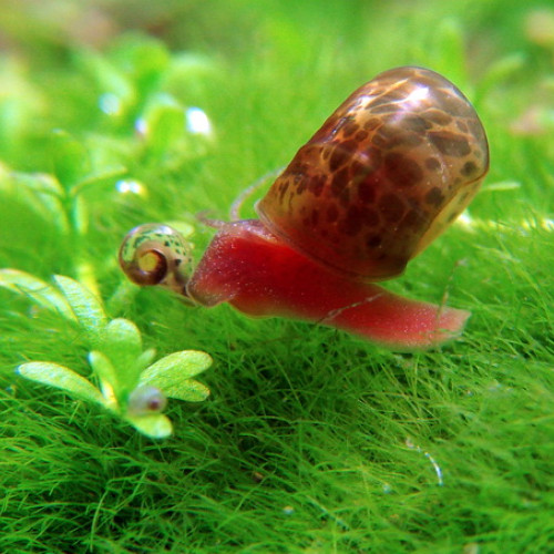 PLANORBE rouge et  brun "léopard"