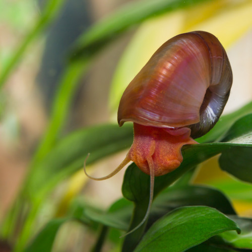 PLANORBE rouge et  brun "léopard"