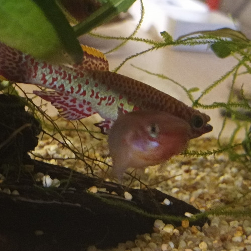 Killies
