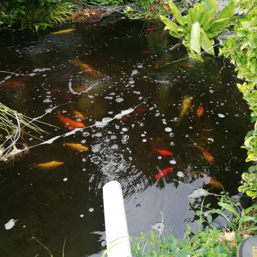 Vends koi et pompes pour bassin