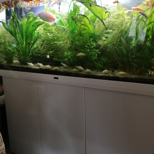 Aquarium aquatlantis 240 avec poissons et toutes les pompes extérieures et interieures