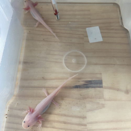 Axolotl