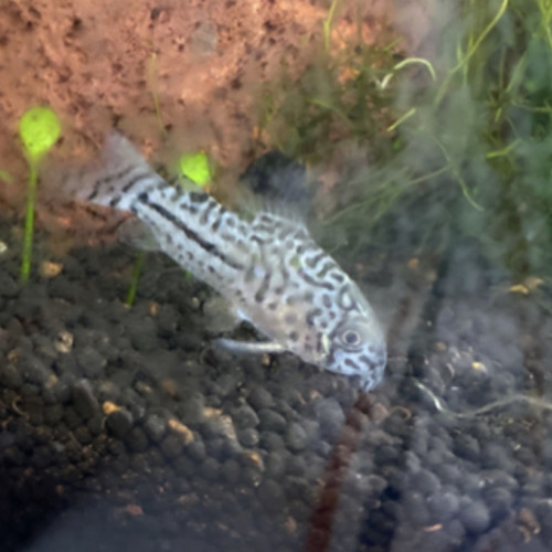 Donne 4 corydoras trilineatus