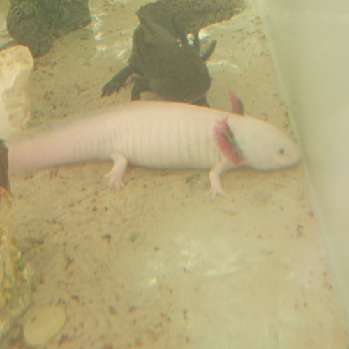 Axolotls