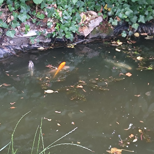 Don de 4 carpes Kois