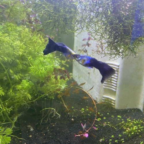 4 guppys à donner ou à échanger