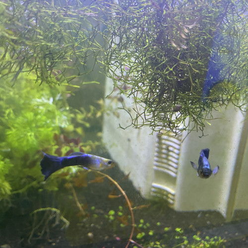 4 guppys à donner ou à échanger