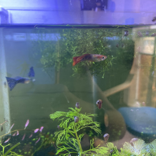 4 guppys à donner ou à échanger