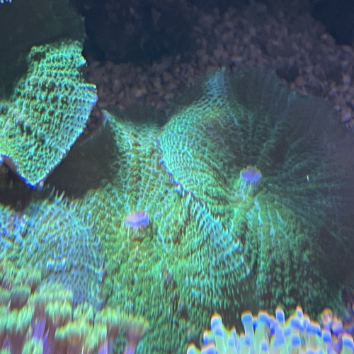 Rhodactis inchoata vert fluo