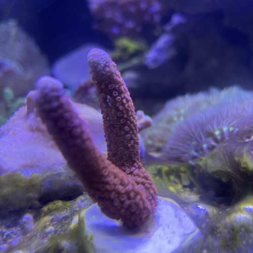 Montipora Digitata rouge