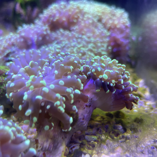 Euphyllia paradivisa