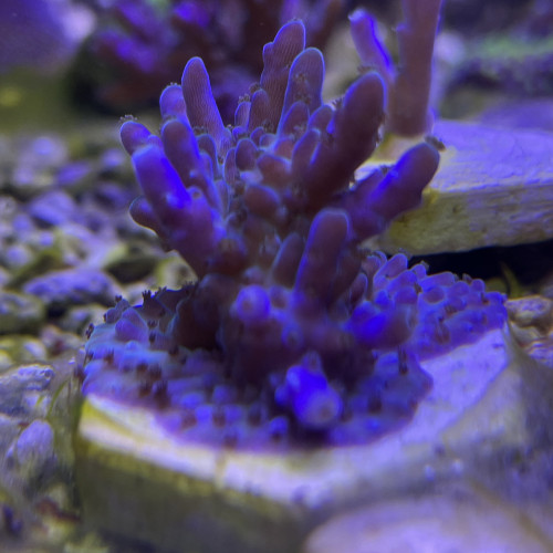 Acropora nana tricolore