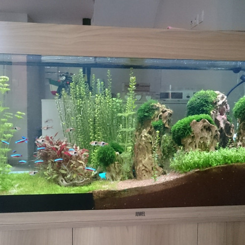 aquarium 240 L entirement équipé