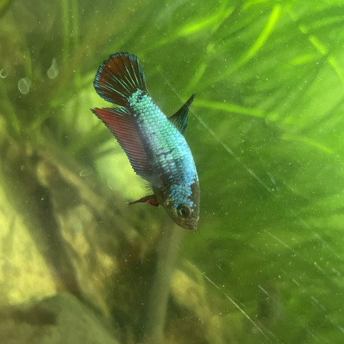 Betta femelle / combattant femelle