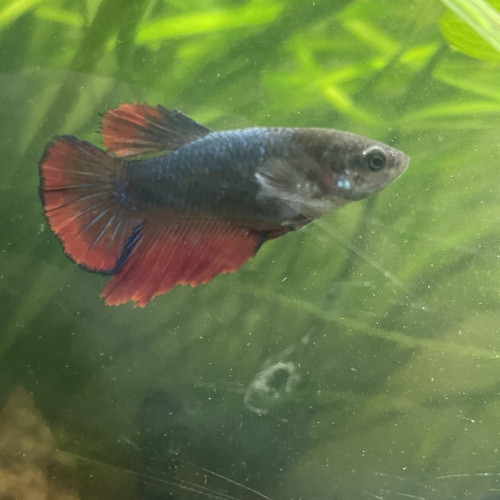 Betta femelle / combattant femelle